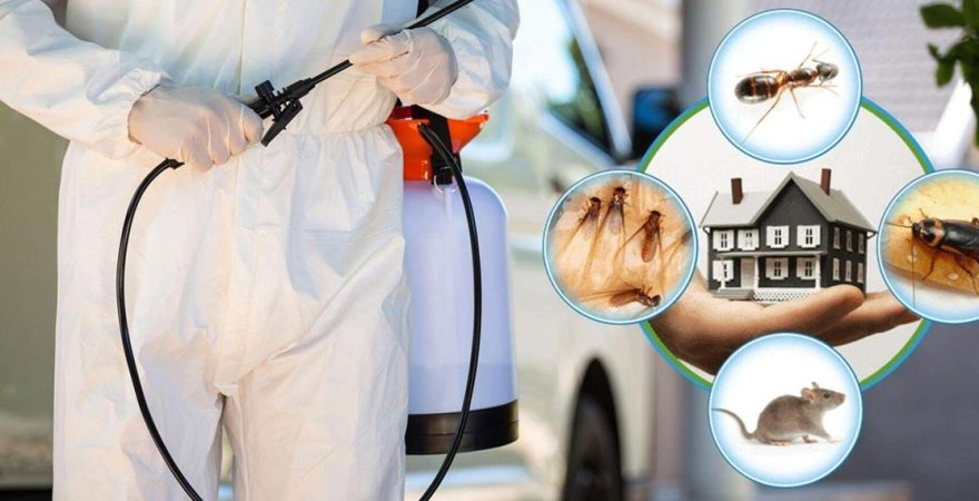 Beykoz Böcek İlaçlama