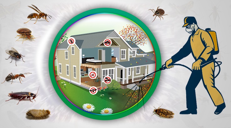 Beykoz Böcek İlaçlama