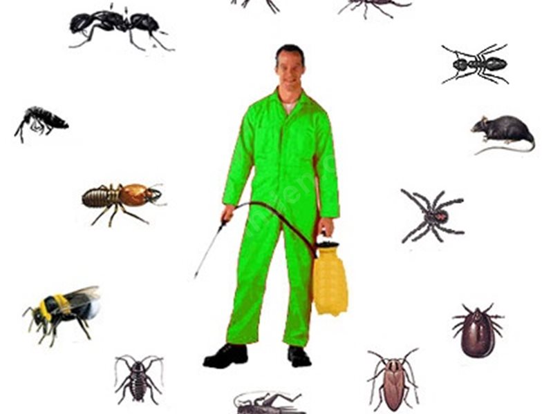 Beykoz Böcek İlaçlama